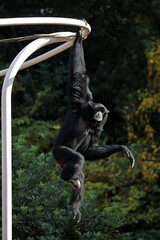 長い腕でぶら下がるフクロテナガザルのメス
