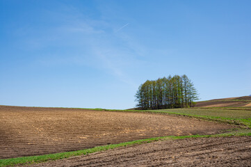 嬬恋村、春キャベツ畑の風景