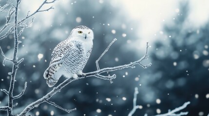 Snowy Owl Perched on Frosted Tree Branch in Tranquil Winter Forest: Gently Falling Snowflakes and Peaceful Atmosphere Highlighting Majestic Presence and Winter Landscape Beauty