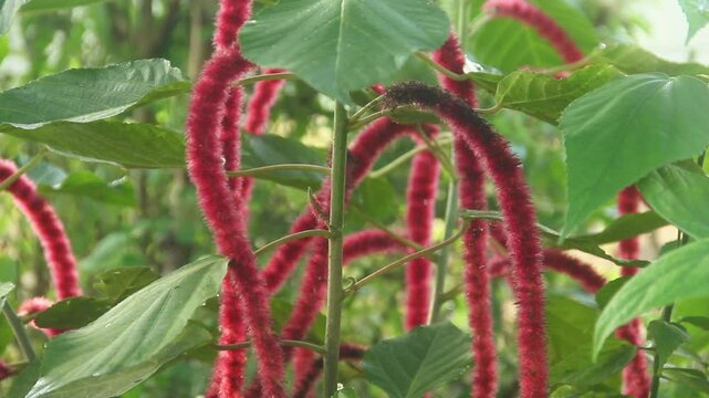 Acalypha hispida or cat's tail flower or Chenille Plant, the vibrant color of the red Acalypha hispida flower is illuminated by the morning sun