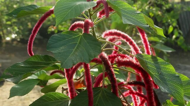 Acalypha hispida or cat's tail flower or Chenille Plant, the vibrant color of the red Acalypha hispida flower is illuminated by the morning sun