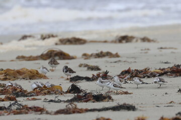 shorebird