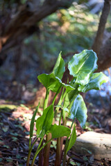 Botanical Garden. Large glossy green leaf. 