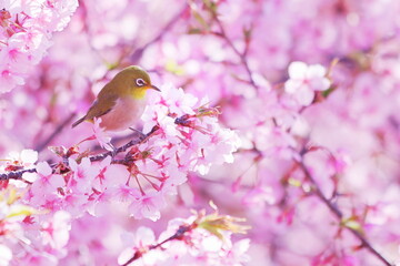 満開の河津桜と可愛いメジロ