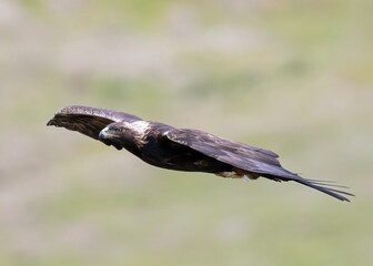 Golden Eagle (Aquila chrysaetos) taken in the Diablo Range of Northern California 