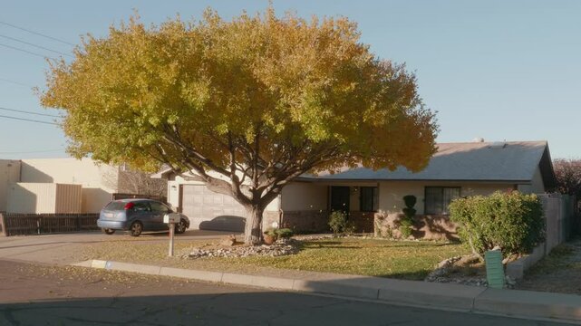 Leaves Falling off a Tree in Front Yard After a Cold Night
