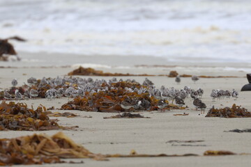 shorebird