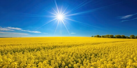 Fototapeta premium Vibrant yellow starburst fields under a clear blue sky, yellow, starburst, fields, vibrant, colorful, nature, landscape
