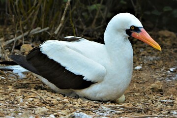 The Nazca booby (Sula granti) - adult with unhatched egg observed on the Plata Island, a small island off the coast of Manabí (Isla de la Plata, Parque Nacional Machalilla, Ecuador)