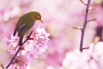 満開の河津桜と可愛いメジロ