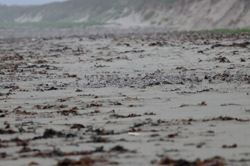 shorebird