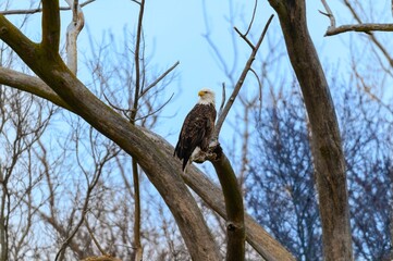 A Bald Eagle Perched in a Tree at Loess Bluffs National Wildlife Refuge, near Forest City, Missouri.