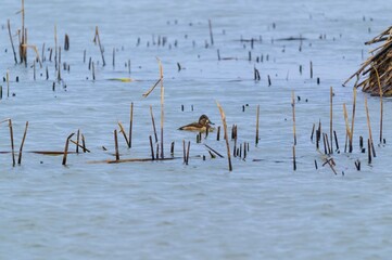 A Female Ring Necked Duck Swims in a Marsh at Loess Bluffs National Wildlife Refuge, near Forest...