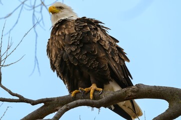 A Bald Eagle Perched in a Tree at Loess Bluffs National Wildlife Refuge, near Forest City, Missouri.