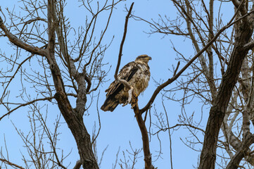 An Immature Bald Eagle Perched in a Tree at Loess Bluffs National Wildlife Refuge, near Forest City, Missouri.