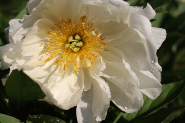 White Cream Peony Bloom Floral
