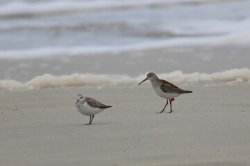 shorebird