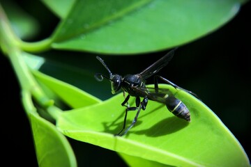 dragonfly on a leaf