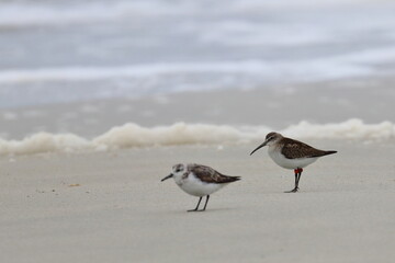 shorebird