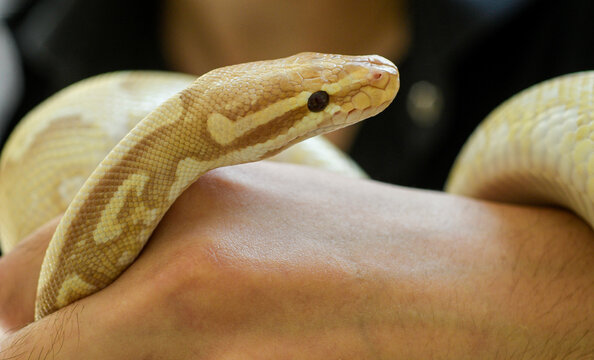 close up portrait of yellow python
