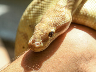 close up portrait of yellow python