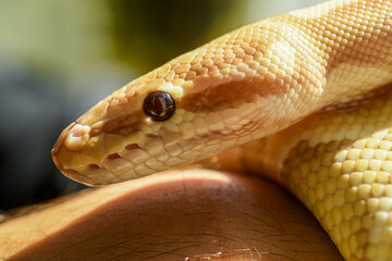 close up portrait of yellow python