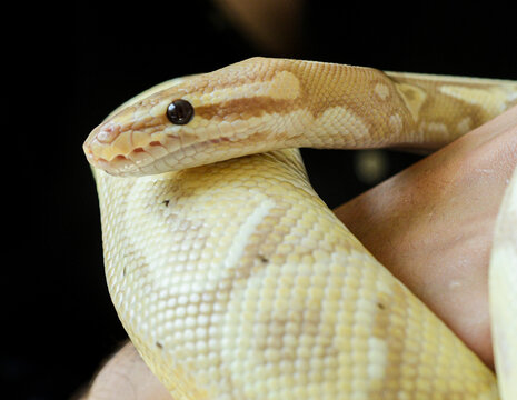 close up portrait of yellow python