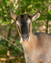 portrait of goats in nature