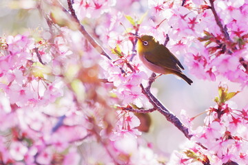 満開の河津桜と可愛いメジロ