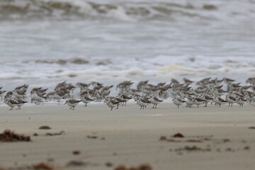 shorebird