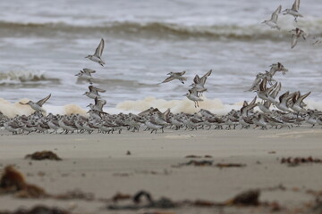 shorebird