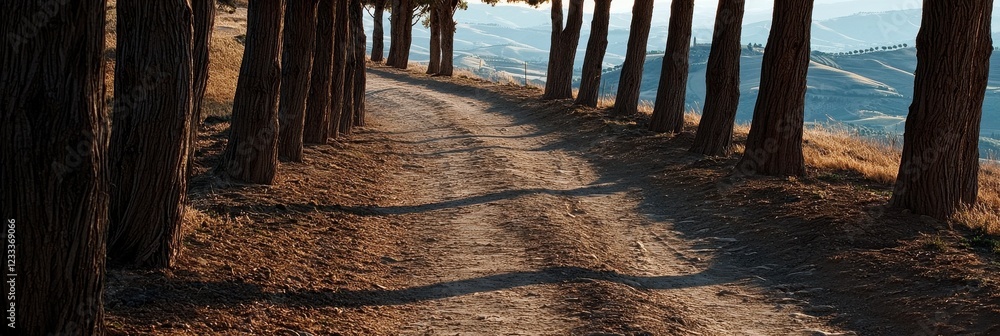 Poster a road with trees on either side and a shadow cast on the ground