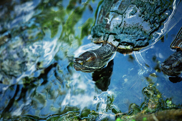 Aquatic turtle resting out of the water