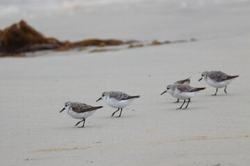 shorebird