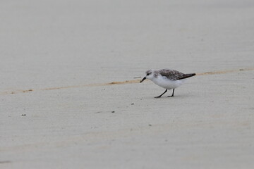 shorebird