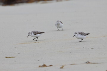 shorebird