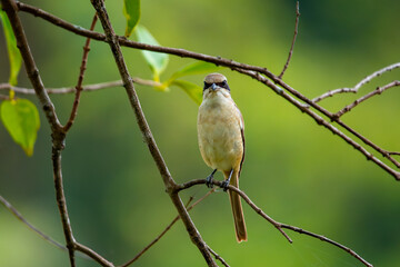 Brown shrike (Lanius cristatus), a small passerine bird that are also called with 'butcher bird' perching on a tree branch in Jurong Lake Gardens, Singapore,, natural green background
