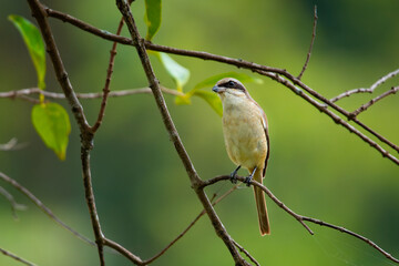 Obraz premium Brown shrike (Lanius cristatus), a small passerine bird that are also called with 'butcher bird' perching on a tree branch in Jurong Lake Gardens, Singapore,, natural green background