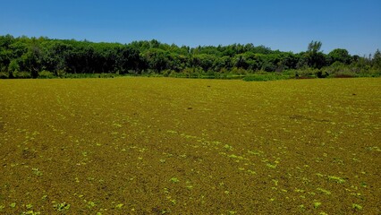 Ecological reserve is the most biodiverse green space in the city of Buenos Aires Argentina