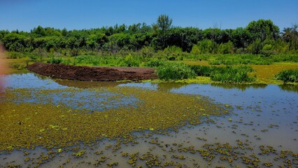 Ecological reserve is the most biodiverse green space in the city of Buenos Aires Argentina