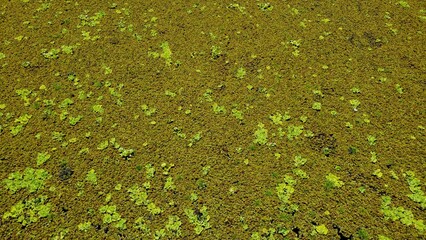 Ecological reserve is the most biodiverse green space in the city of Buenos Aires Argentina