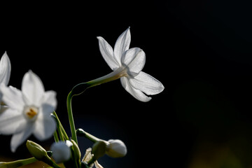 Obraz premium 冬に咲く花水仙。もうすぐそこまでの春