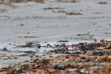 shorebird