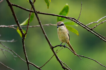Fototapeta premium Brown shrike (Lanius cristatus), a small passerine bird that are also called with 'butcher bird' perching on a tree branch in Jurong Lake Gardens, Singapore,, natural green background