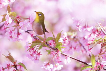 河津桜にとまるメジロ