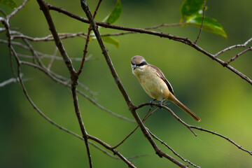 Brown shrike (Lanius cristatus), a small passerine bird that are also called with 'butcher bird' perching on a tree branch in Jurong Lake Gardens, Singapore,, natural green background