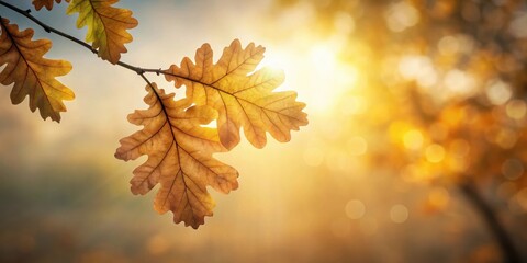 Fototapeta premium Elegant oak leaf frame black silhouette of a single tree branch against a soft focus background with warm light filtering through the leaves , silhouette, foliage