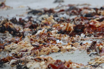 shorebird