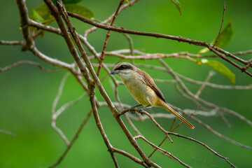Brown shrike (Lanius cristatus), a small passerine bird that are also called with 'butcher bird' perching on a tree branch in Jurong Lake Gardens, Singapore,, natural green background