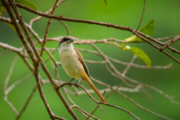 Brown shrike (Lanius cristatus), a small passerine bird that are also called with 'butcher bird' perching on a tree branch in Jurong Lake Gardens, Singapore,, natural green background
